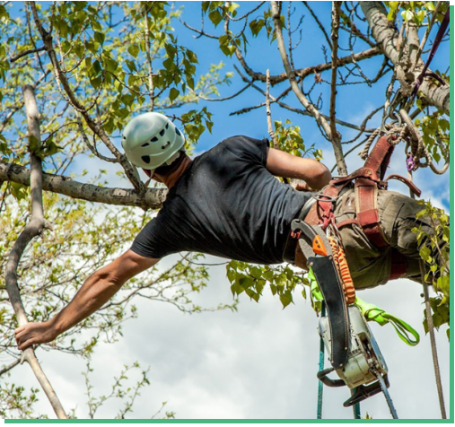 This is a picture of one of the experienced staff of NWA Brothers Tree Service trimming a tree in Rogers, AR.