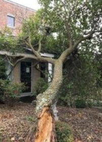 This is a picture of a tree that has fallen on a house.