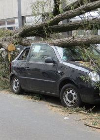 This is a picture of a tree that has fallen on a car.